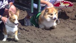 Canterbury Park Corgi Races 7302016 [upl. by Coheman]