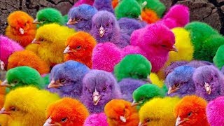 Catch Cute Chickens Colorful Chickens Rainbow Chicken Rabbits Cute CatsDucksAnimals Cute [upl. by Hannej]