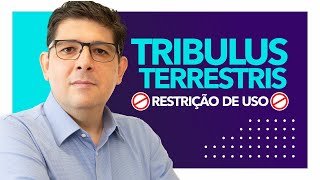 Tribulus terrestris qual a restrição de uso  Dr Juliano Teles [upl. by Anirav]