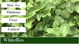 How To Eliminate Treat and Control Whiteflies on Your PlantsWhitefly Control [upl. by Muirhead]