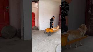 Daring Dog chauffeur 🐕New Viral Gadgets Smart Appliances Kitchen Utensils Home Inventions [upl. by Wallace218]