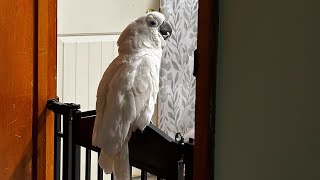 Buster the cockatoo  ranting singing amp fowl language  subtitles [upl. by Esyla745]