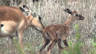 New Born Impala Welcome aboard Baby  Un piccolo impala appena nato [upl. by Ennylyak487]