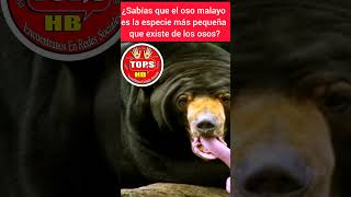 ¿Sabías que el oso malayo es el más pequeño de todas las especies de osos osos [upl. by Reeba]