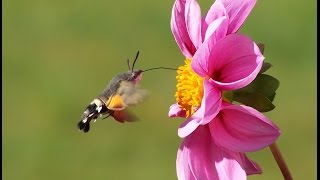 Insekt das wie ein Kolibri fliegt in Deutschland Taubenschwanz Kolibrifalter Hummingbird [upl. by Nivrae284]