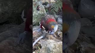 Kala rabbi asari birds nature beautiful animals [upl. by Yarised]