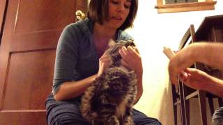 How to make a cat eat hairball gel [upl. by Laurence]