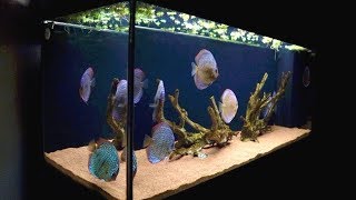 120 Gallon Discus Fish Tank  Juwel Rio 400 [upl. by Trotta361]