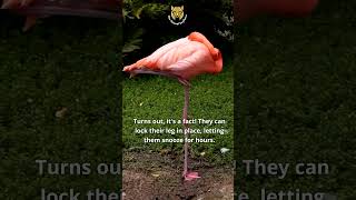 Fascinating Flamingo Facts Sleeping While Standing  The Animal Explorer shorts [upl. by Guthrey]