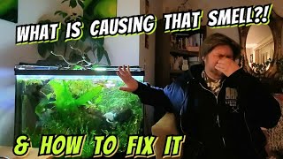 Why Does My Aquariums Smell What it Means amp How to Prevent or Fix It amp Are Your Fish in Danger [upl. by Helmut]