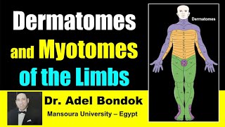 Dermatomes and Myotomes of the Body Dr Adel Bondok [upl. by Jeraldine26]