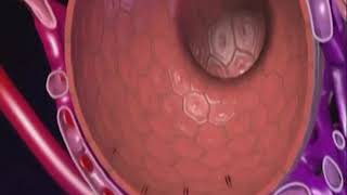 Fisiología Respiratoria funcion de los alveolos [upl. by Ettolrahs67]