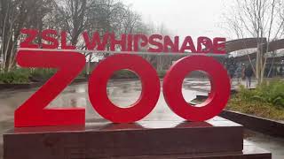 A Trip To ZSL Whipsnade Zoo l London [upl. by Burt]