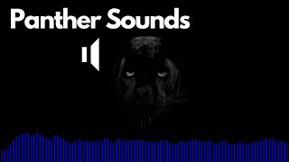 Panther Sound Effects RoarGrowl  No Copyright [upl. by Arihay]