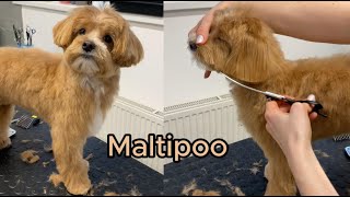 Maltipoo full haircut vertical video [upl. by Hillie]