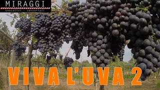 VIVA LUVA 2 [upl. by Terence]