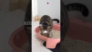 How to Train Your Kitten to Use the Litter Box catlover cute katten [upl. by Olgnaed581]