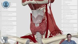 Common Carotid Artery [upl. by Angadresma]