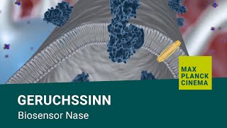 Geruchssinn  Biosensor Nase [upl. by Ataynik534]