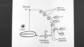 Diagram Of Non Cyclic Photophosphorylation  Class 11  Biology [upl. by Harte]