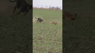 Saluki Dog hunting Rabbit greyhound dog 2024 breed crossing greyhounddog doglover tazidog [upl. by Eclud]