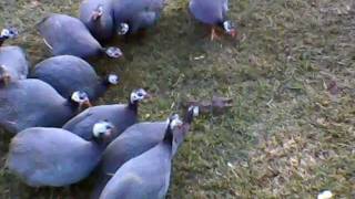 Guinea Fowl with ratAVI [upl. by Johansen422]