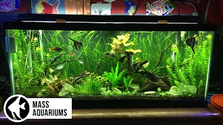 How to set up a FRESHWATER AQUARIUM Beginners guide to your 1st Fish Tank [upl. by Ytirahc]