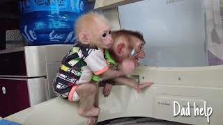 Baby monkey AKA continued to attack causing BonBon to ask his father for help [upl. by Notsniw]