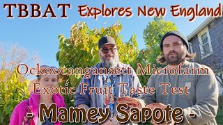 TBBAT  Explores New England goes back to Ocko Microfarm for an exotic fruit taste test Mamey Sapote [upl. by Kwei]