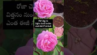 Easy to grow Rose plants from seeds youtubeshorts shortsyoutube rose garden [upl. by Yerfoeg781]