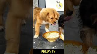 Puppies Try Different Foods Hilarious Reactions😂🐕 dog puppy shorts review dogvideo cute Food [upl. by Llamaj]