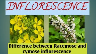 Difference between Racemose and cymose inflorescence inflorescenceracemosecymose [upl. by Tannenbaum428]