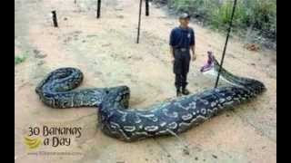 GIANT SNAKE EATS SECURITY GUARD Real or fake Durianrider calls it [upl. by Templeton]