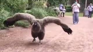 Andean Condor Vulture [upl. by Garek77]