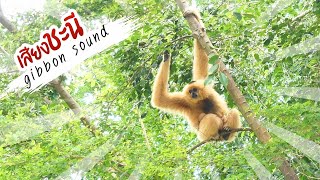 เสียงชะนี รัองลั่นสนั่นสวนสัตว์ gibbon sound [upl. by Nehgem554]