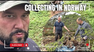 Collecting in Norway Bonsai Dream [upl. by Trumaine]