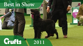 Flat Coated Retriever Wins Best In Show at Crufts 2011  Crufts Dog Show [upl. by Santini]