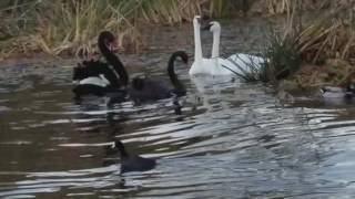 Trumpeter swans attacking Black Swan 1142017 [upl. by Hafeetal244]