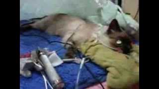 Permethrin poisoning video [upl. by Amri784]