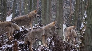 Wölfe Augen Reflexion Leuchtende Augen Tiere  Wolfcenter  by schuhplus Dörverden [upl. by Kralc]