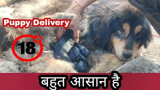 🔴 Live Demo Bhotia Female Dog Delivery कितना आसान है Uttarakhand wale [upl. by Rosenkrantz]