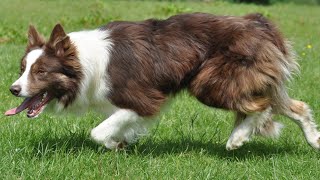 Lot 11 Nantcydros Bud  4924 Farmers Marts Dolgellau Online Sheepdog Auction [upl. by Delila]