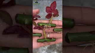 How to grow rose from cuttings best result of rose cutting growroses garden garden [upl. by Snell]