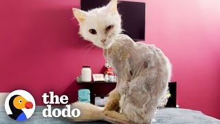 Cat Turns Into Skeleton After Being Abandoned On Street  The Dodo [upl. by Tuorah]