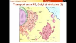 Chapitre 4  L’appareil de Golgi en détaille [upl. by Vescuso315]