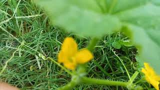 cucumis melohorticultureflowersmuskmelon [upl. by Delaryd359]