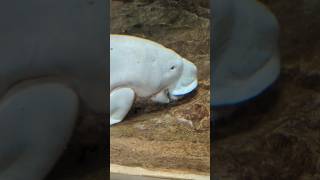 Dugong Feeding [upl. by Assylla]