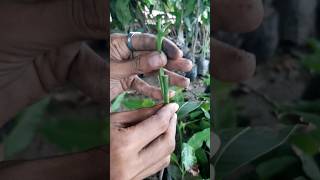 Mango grafting Techniquck 🌱 New idea 💡 [upl. by Anirb]