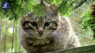 The Beautiful Scottish Wildcat [upl. by Jackquelin]