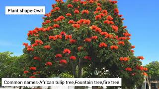 african tulip tree interesting factsfountain tree spathodea campanulata [upl. by Efron]